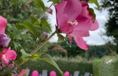 fleur camping dordogne pas cher